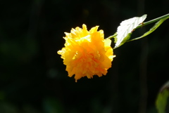 八重山吹