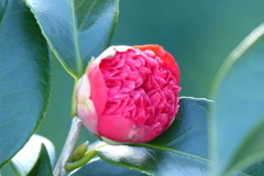 椿