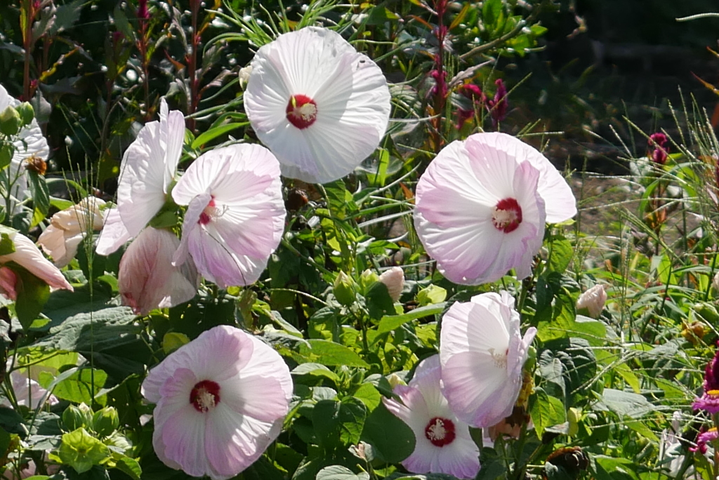 巨大花アメリカ芙蓉
