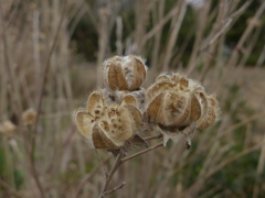 枯芙蓉　2