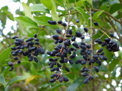 ネズミもちの実