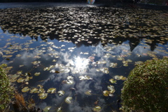 空を映した池