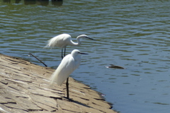 コロニーの一時