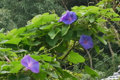 朝顔