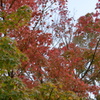 紅葉　2