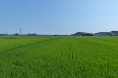 一面の緑