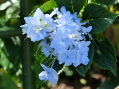 紫陽花