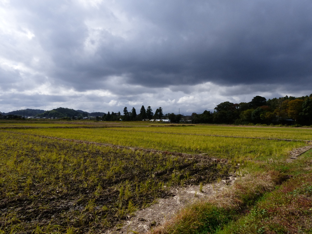 秋色の田んぼ