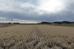 冬の田圃
