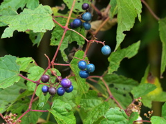 野葡萄