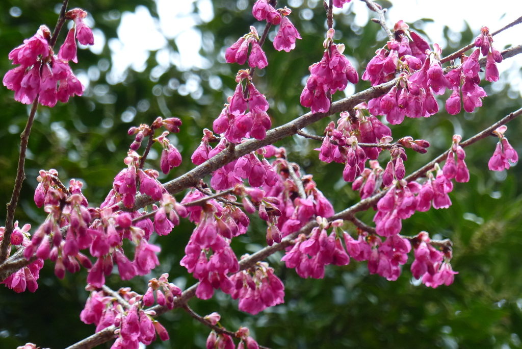 寒緋桜