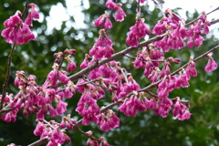 寒緋桜