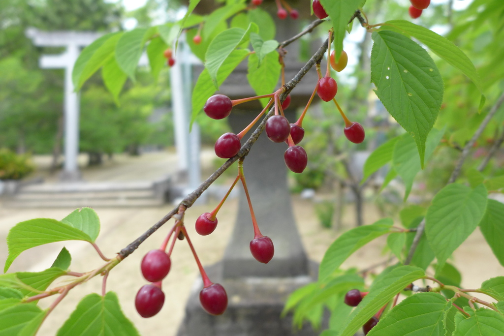 河津桜の実