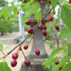 河津桜の実