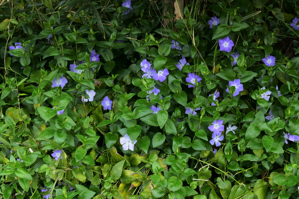 ツルニチニチソウ