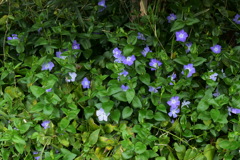 ツルニチニチソウ