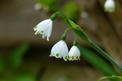 スノーフレーク