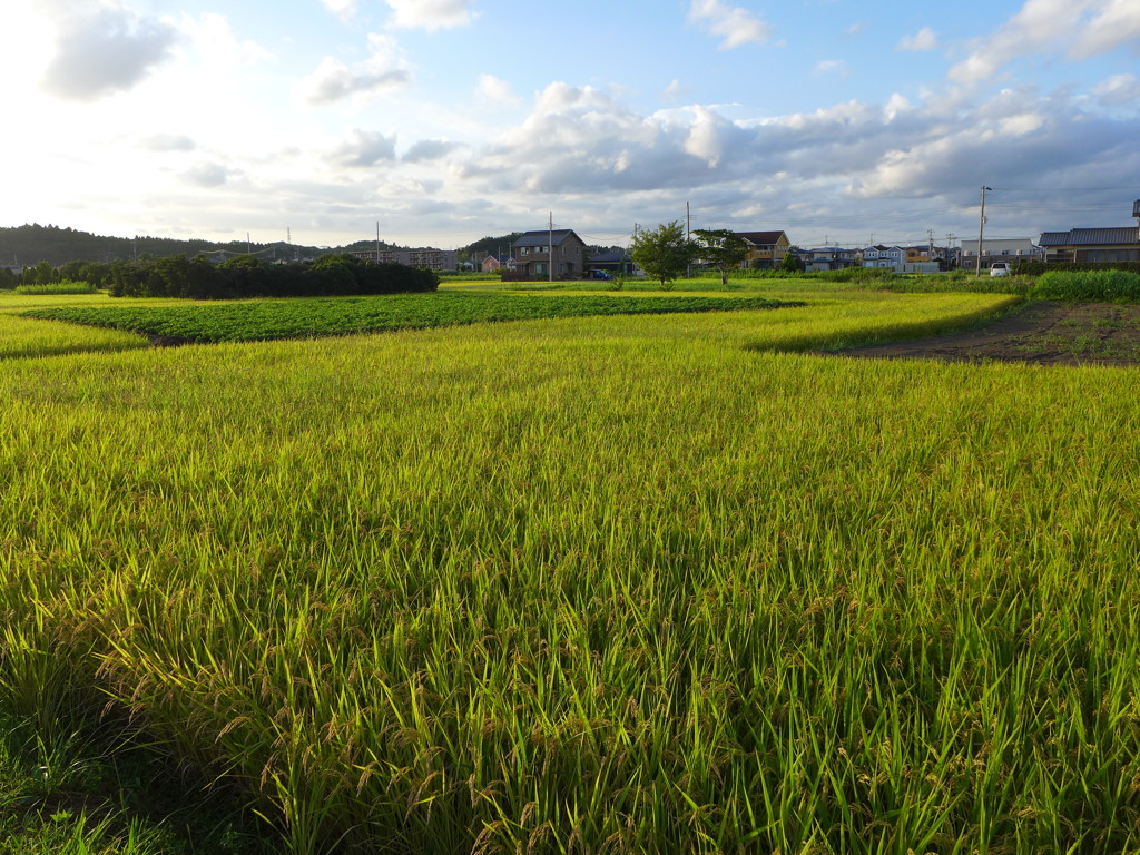 夕陽を受けて　1