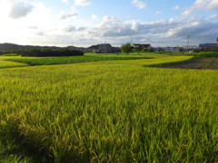 夕陽を受けて　1