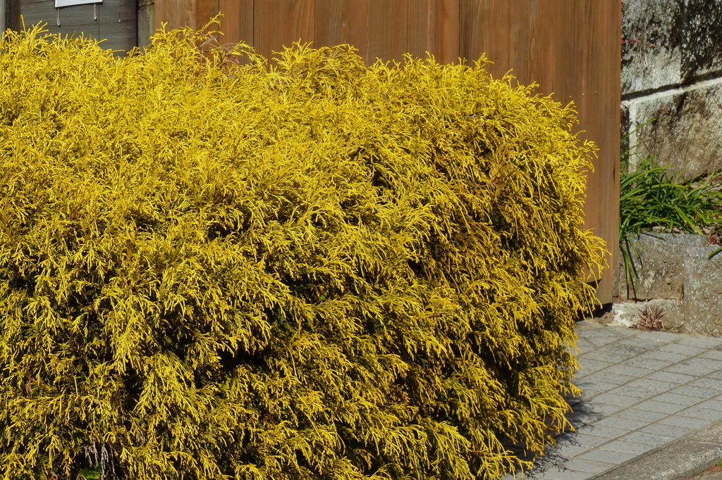 オウゴンヒヨクヒバ