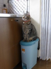 おやつ