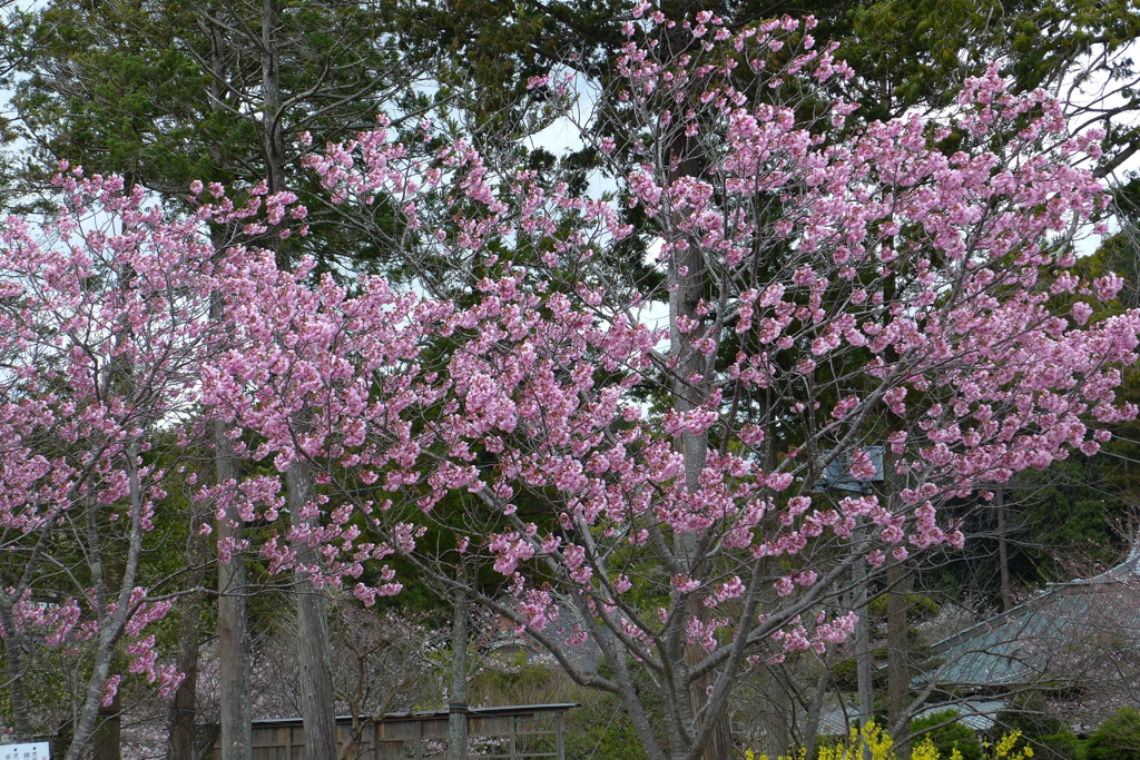 桜