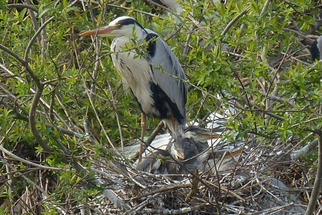 アオサギのヒナ