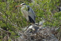 アオサギのヒナ