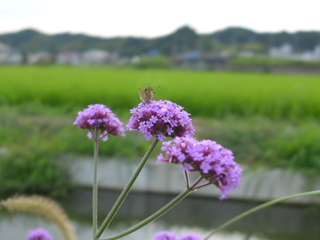 蝶とヤナギハナガサ　②
