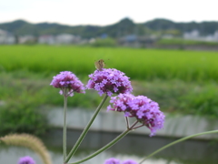 蝶とヤナギハナガサ　②