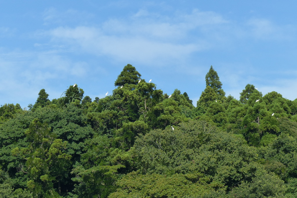 山に避難した鷺