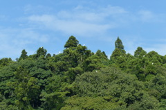 山に避難した鷺