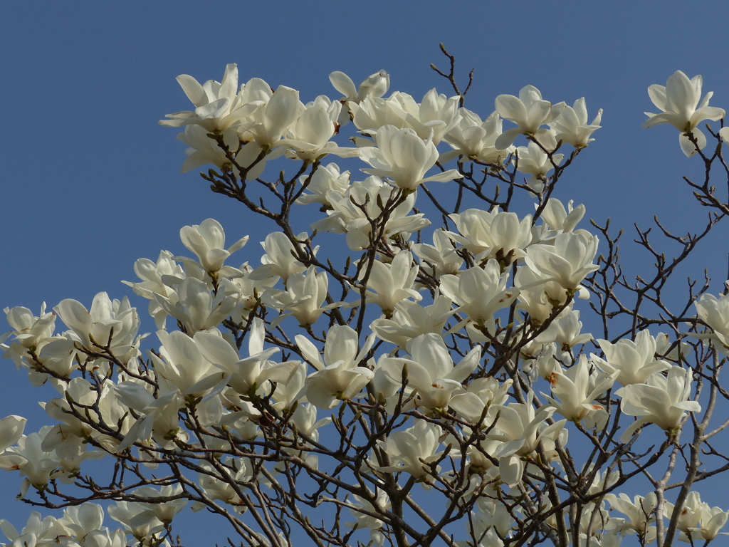 ハクモクレン　1