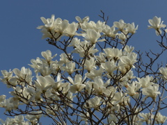 ハクモクレン　1