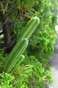 高砂ユリの実