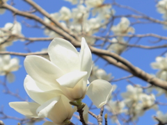 ハクモクレン　2