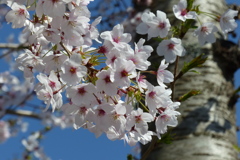 コロニーの隣の公園の桜