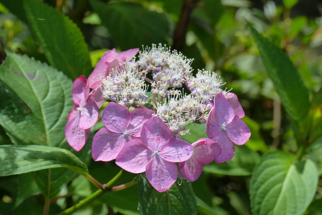 額紫陽花　10