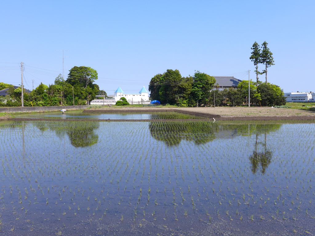 田植えは終わった