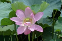 輝く花