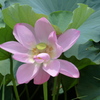 輝く花