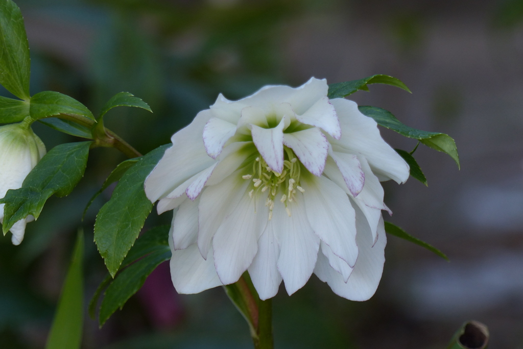 クリスマスローズ