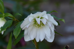 クリスマスローズ