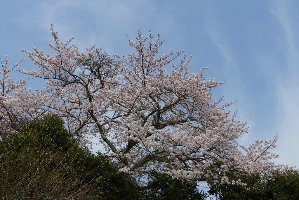 青空と桜