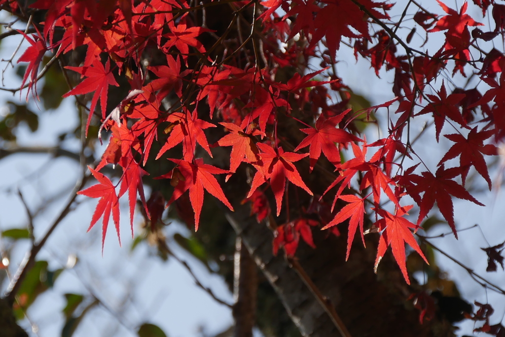紅葉