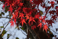 紅葉