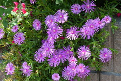 松葉菊