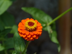 百日草