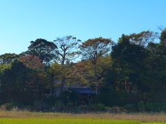 紅葉