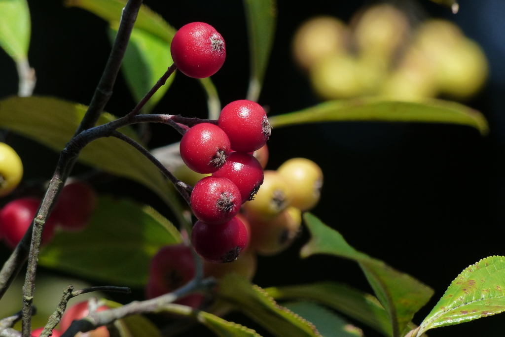 おいしそうな実